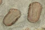 Cluster of Three Symphysurus Trilobites - Fezouata Formation #190972-2